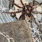 Multicolor Spider Design Hand Knotted Carpet - Siyani Clothing India